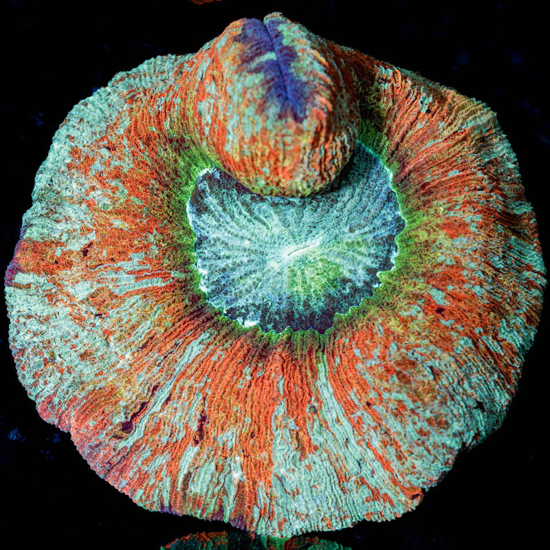 Rainbow Trachyphyllia
