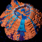 Volcano Storm Acanthophyllia - riptide aquaculture llc