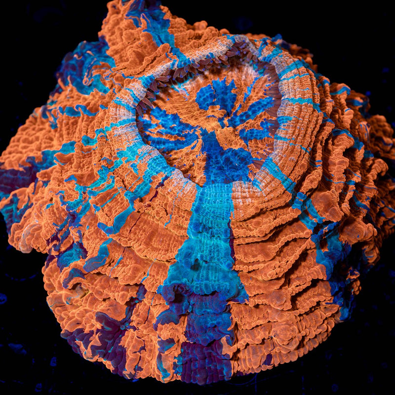 Volcano Storm Acanthophyllia