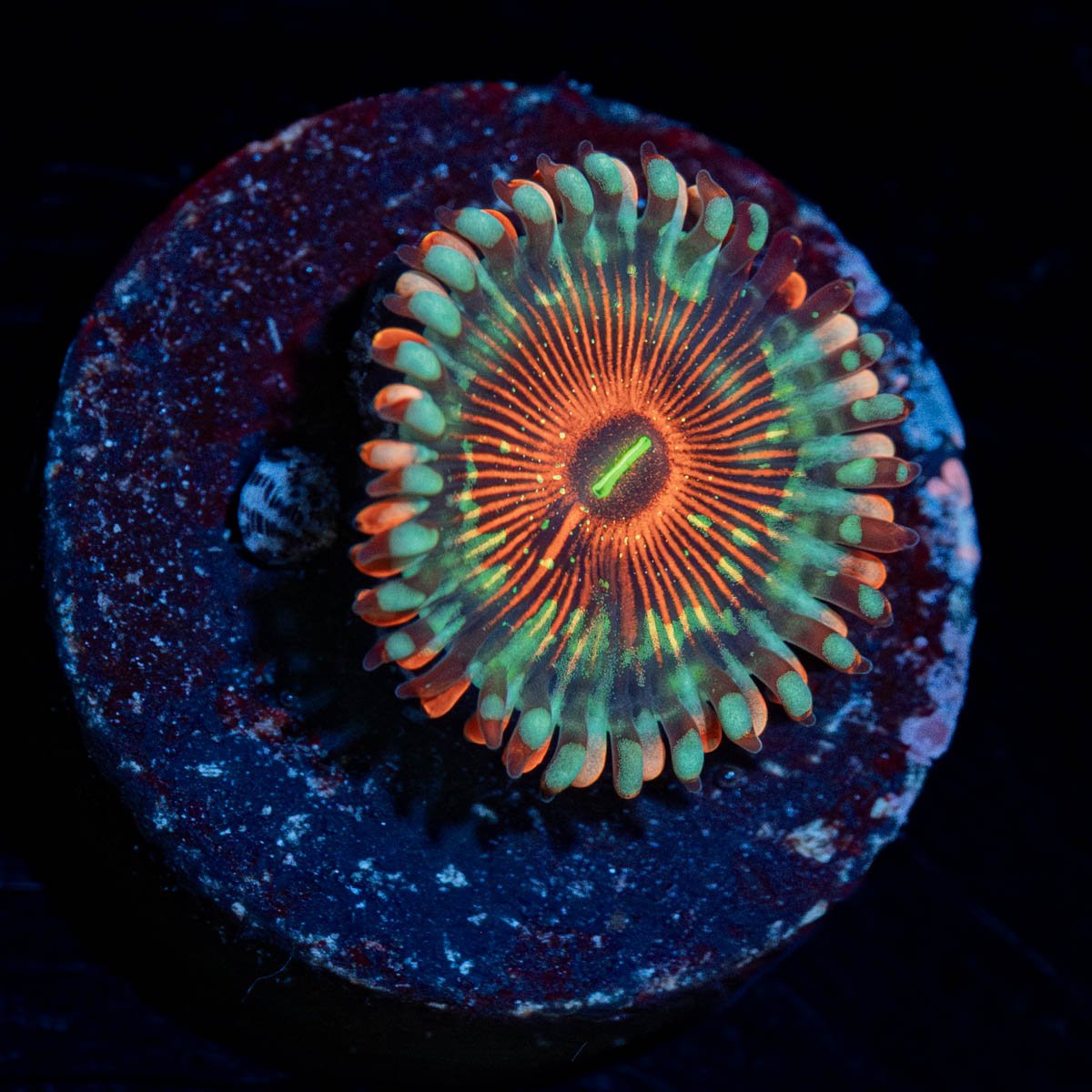 Seduction Zoanthid - riptide aquaculture llc