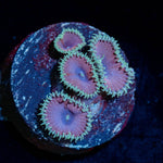 Purple Death Paly Zoanthid - riptide aquaculture llc