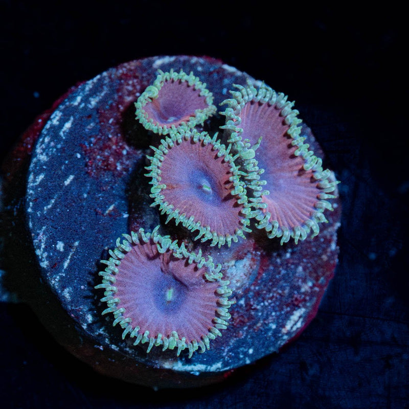 Purple Death Paly Zoanthid
