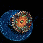 Seduction Zoanthid - riptide aquaculture llc