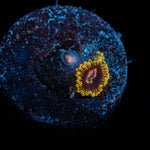 Jedi Mind Trick Zoanthid - riptide aquaculture llc