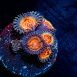 Fruit Ninja Zoanthid - riptide aquaculture llc