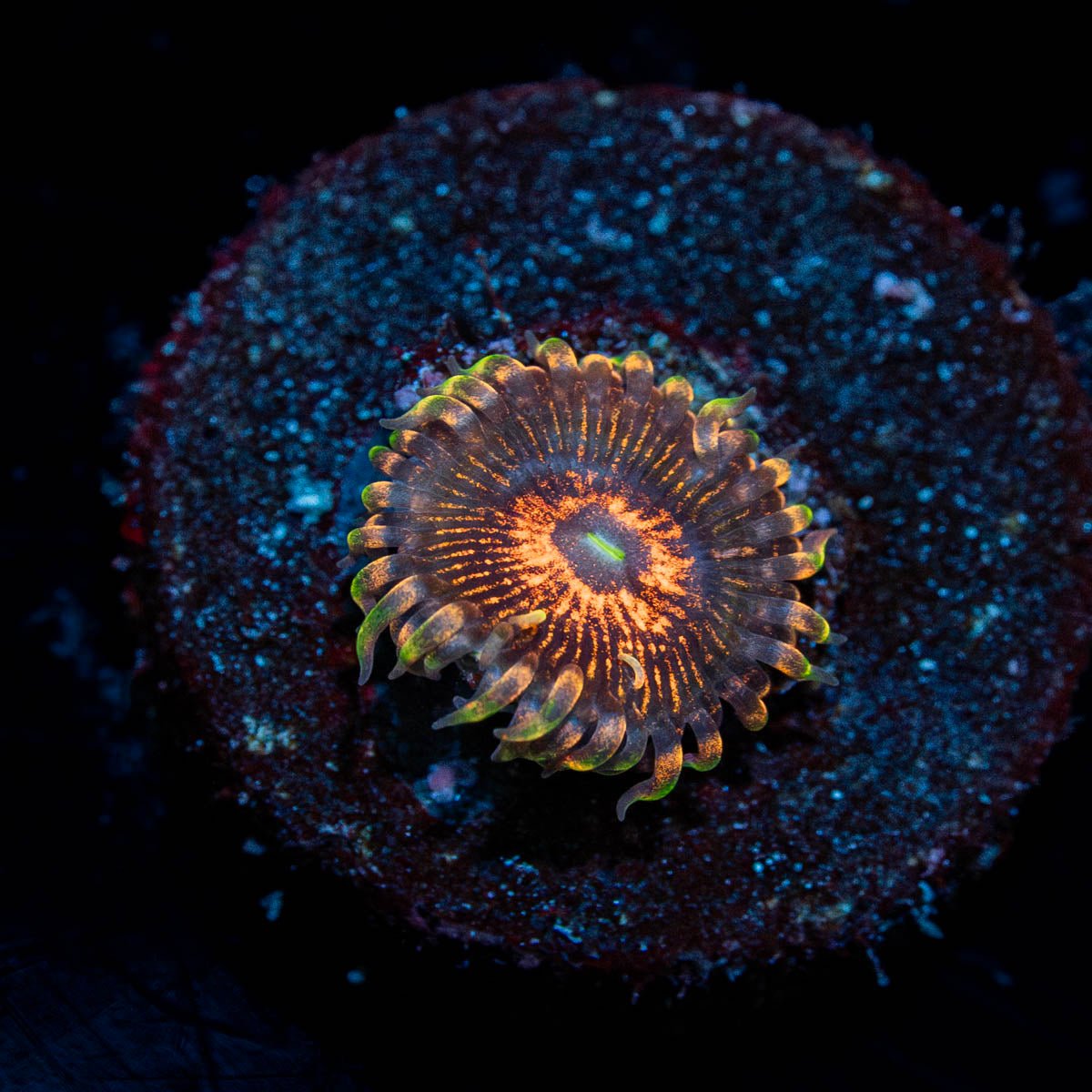 Aztec Warriors Zoanthid - riptide aquaculture llc