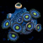 Blue Jay Zoanthid - riptide aquaculture llc