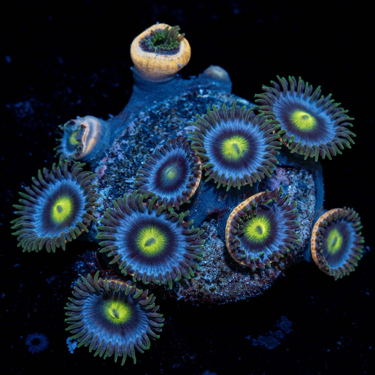Blue Jay Zoanthid - riptide aquaculture llc