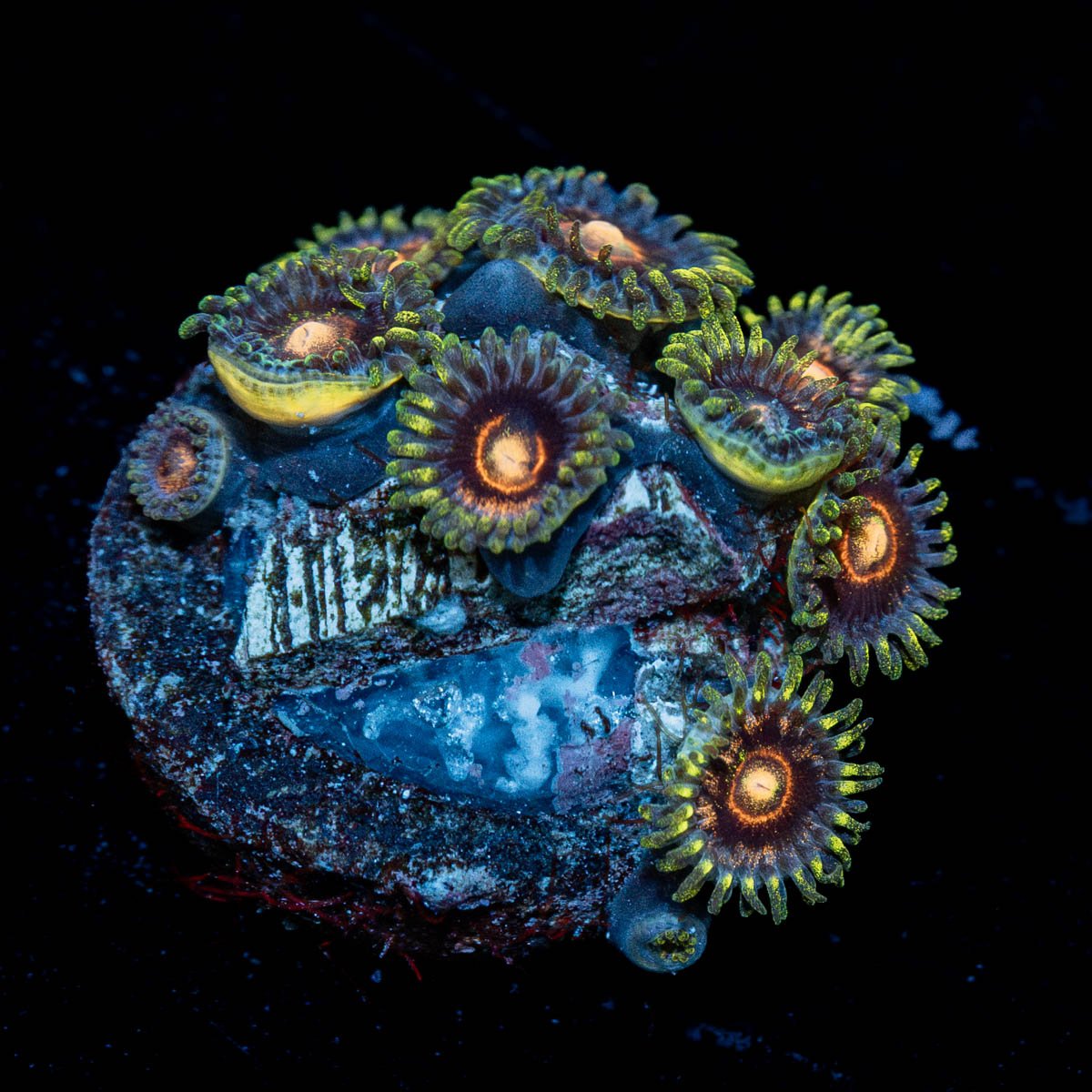 Rainbow Jawbreaker Zoanthid - riptide aquaculture llc