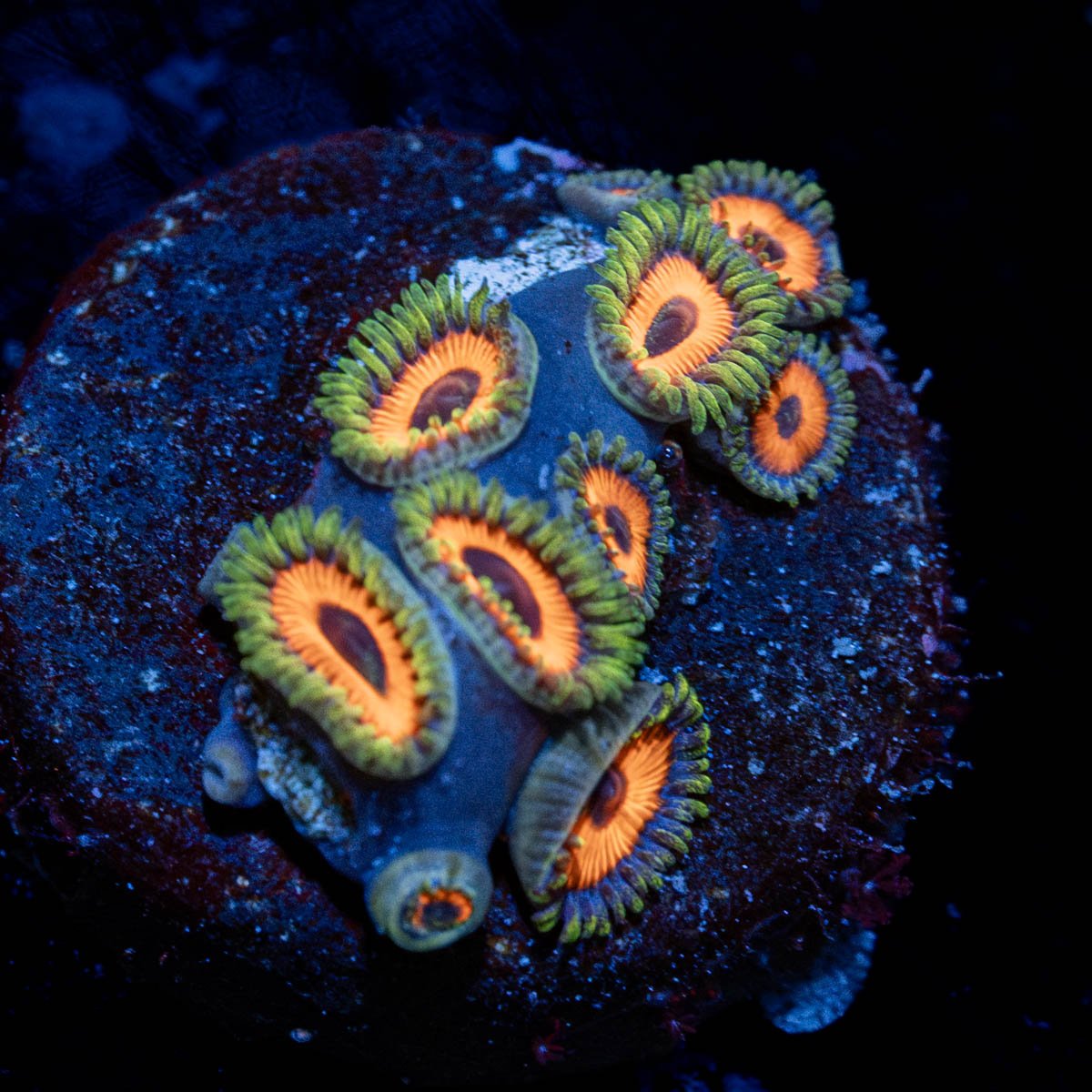 Spaghettio Zoaqnthid - riptide aquaculture llc