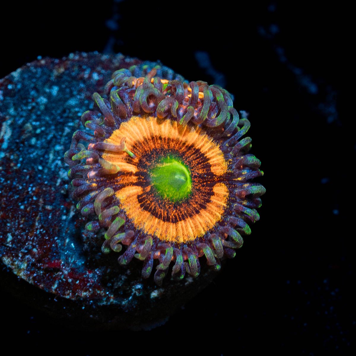 Daisy Dukes Zoanthid - riptide aquaculture llc