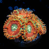 Magician Zoanthid - riptide aquaculture llc