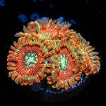 Magician Zoanthid - riptide aquaculture llc