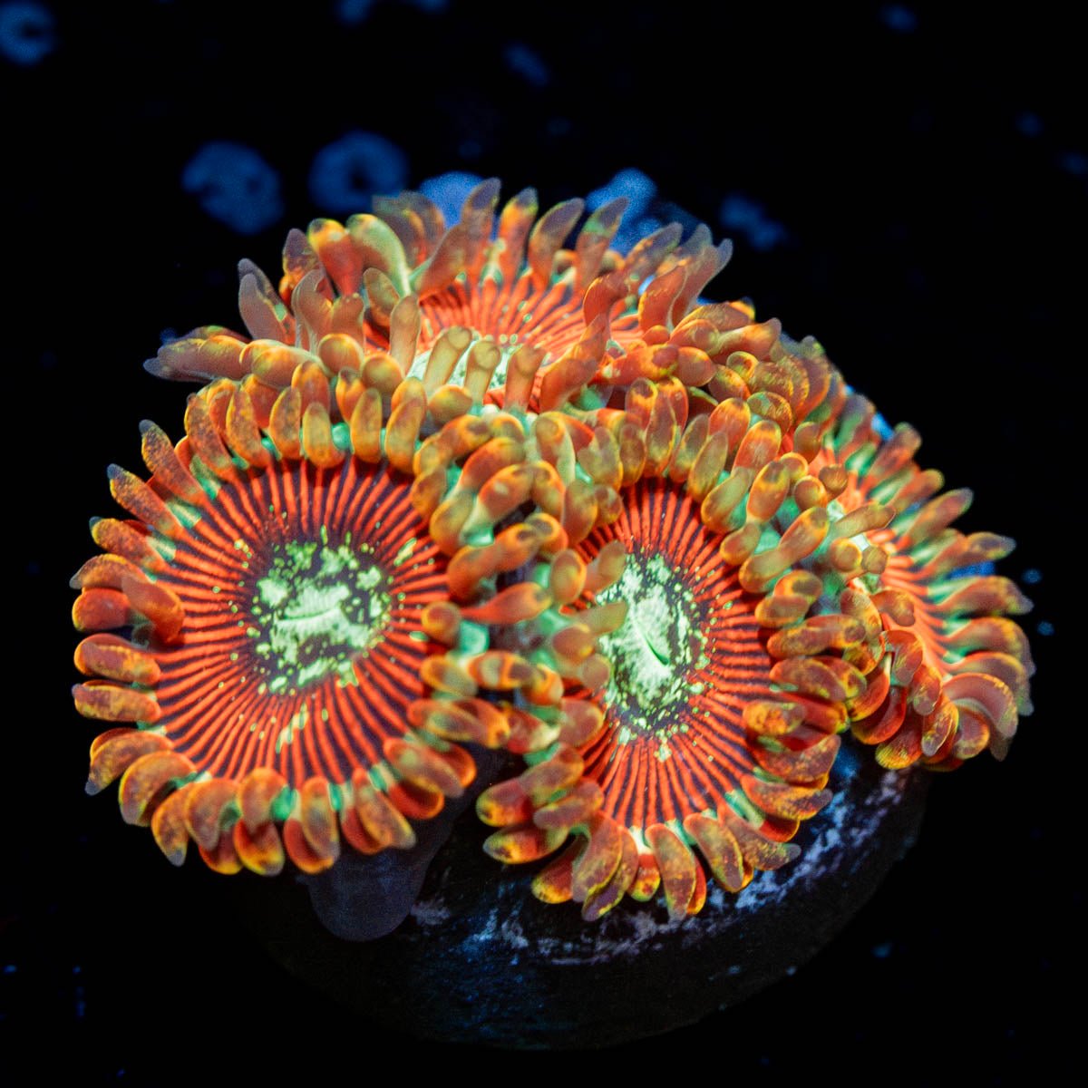 Magician Zoanthid - riptide aquaculture llc