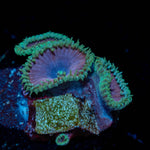 purple Death Zoanthid - riptide aquaculture llc