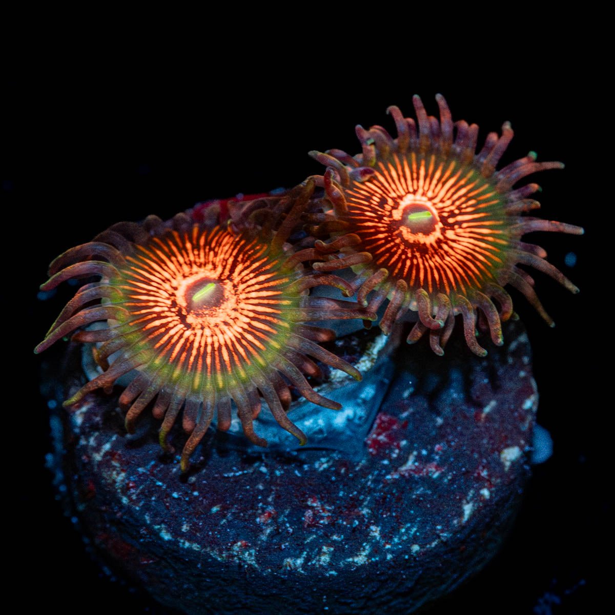 Aztec Warrior Zoanthid - riptide aquaculture llc