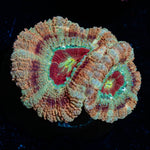 Red Fox Asian Acan - riptide aquaculture llc
