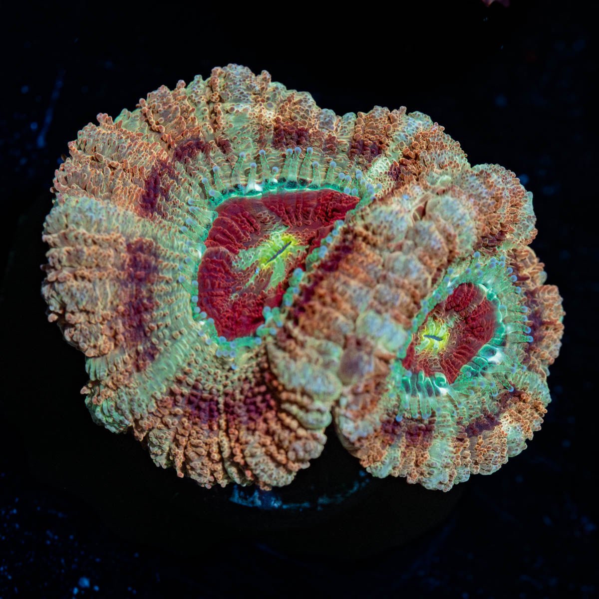 Red Fox Asian Acan - riptide aquaculture llc