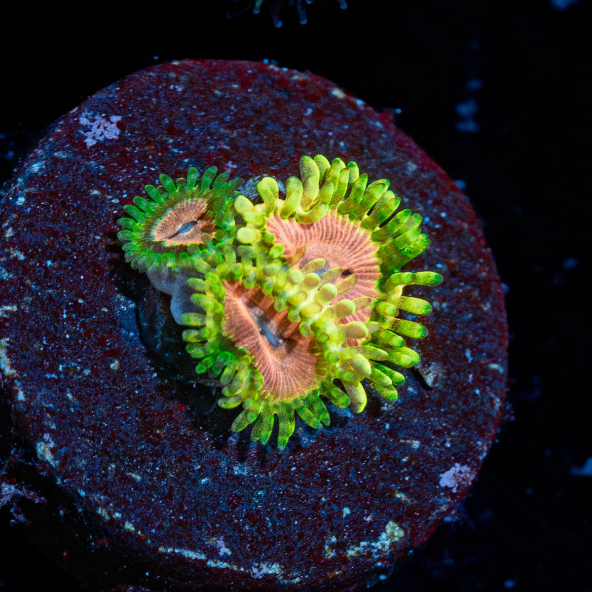 Purple Monsters Zoanthid - riptide aquaculture llc