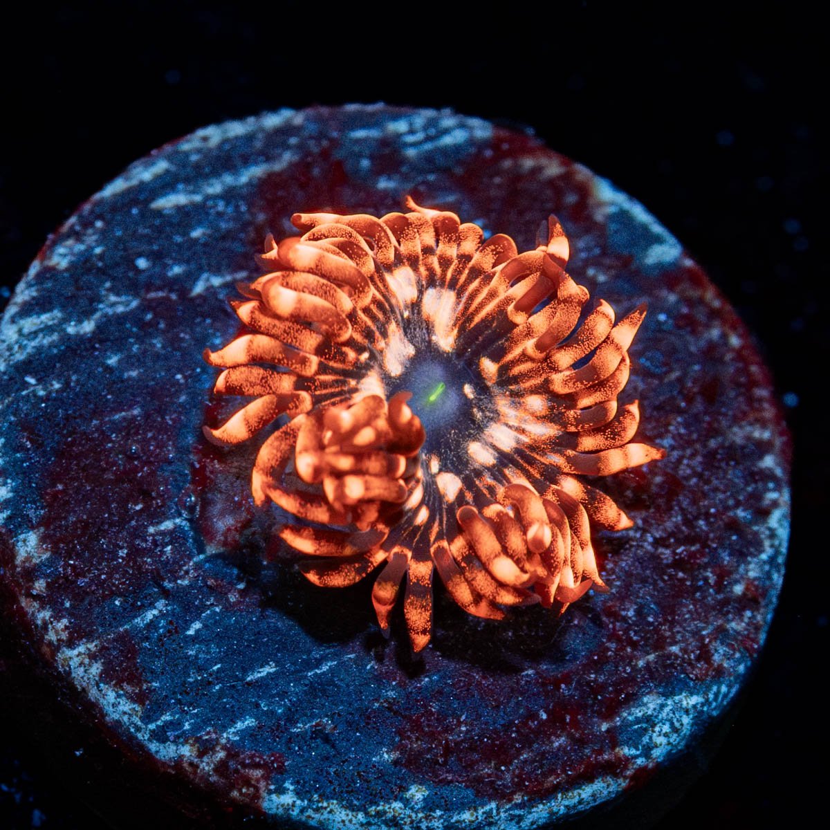 Utter Chaos Zoanthid - riptide aquaculture llc