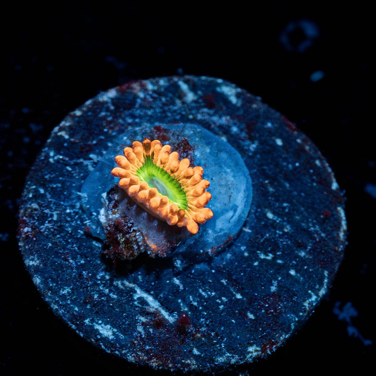 Electric oompa Loompa Zoanthid - riptide aquaculture llc