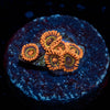 Fruit Loop Zoanthid - riptide aquaculture llc