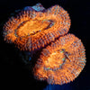 Acan - riptide aquaculture llc