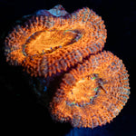 Acan - riptide aquaculture llc