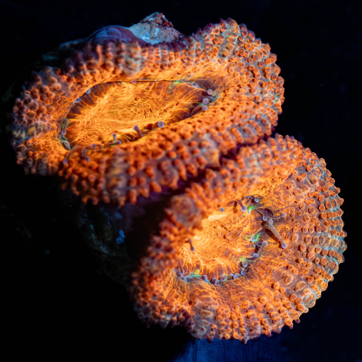 Acan - riptide aquaculture llc