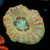 Golden Basket Asian Acan - riptide aquaculture llc