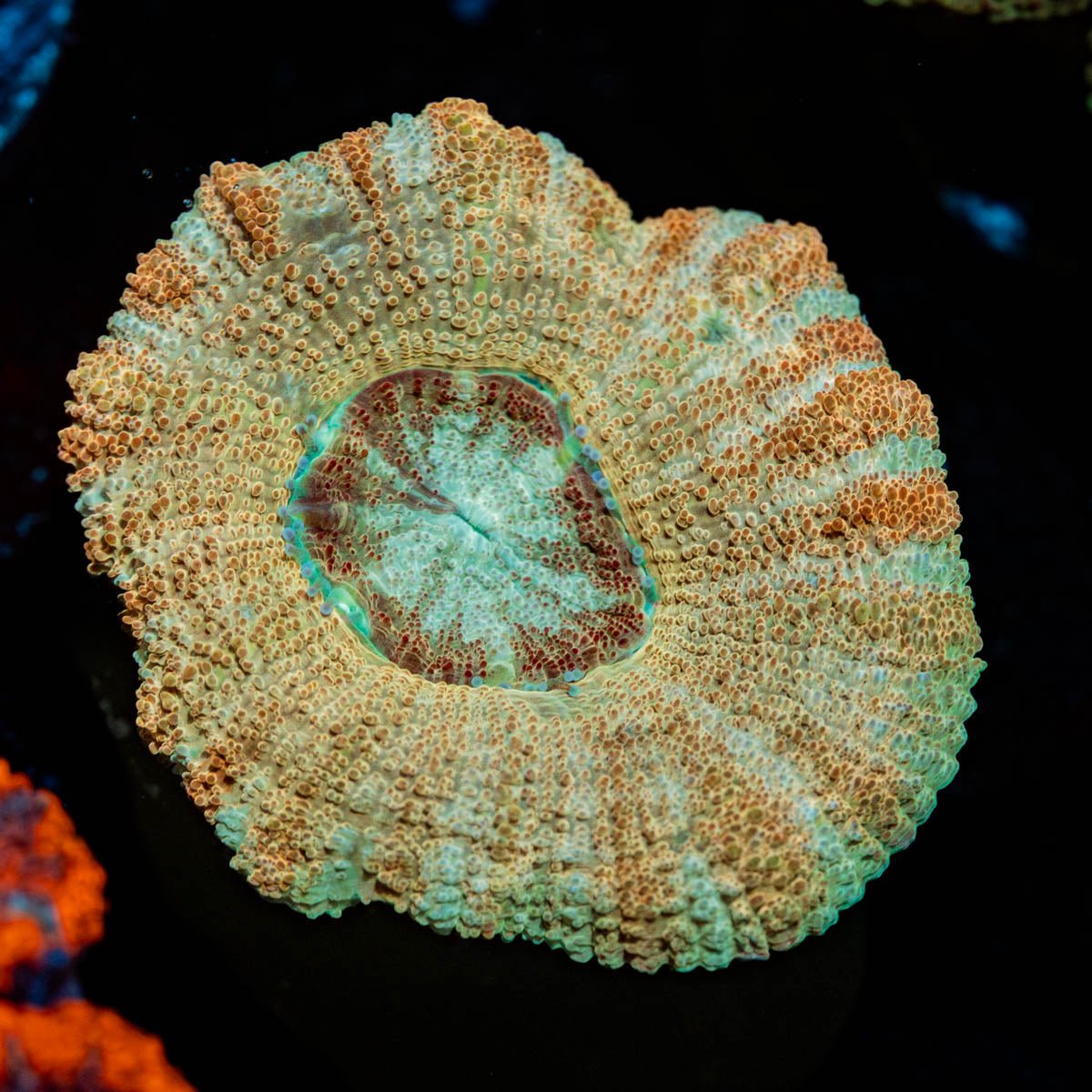 Golden Basket Asian Acan - riptide aquaculture llc