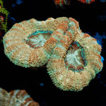 Golden Basket Asian Acan - riptide aquaculture llc