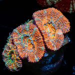 Acan - riptide aquaculture llc