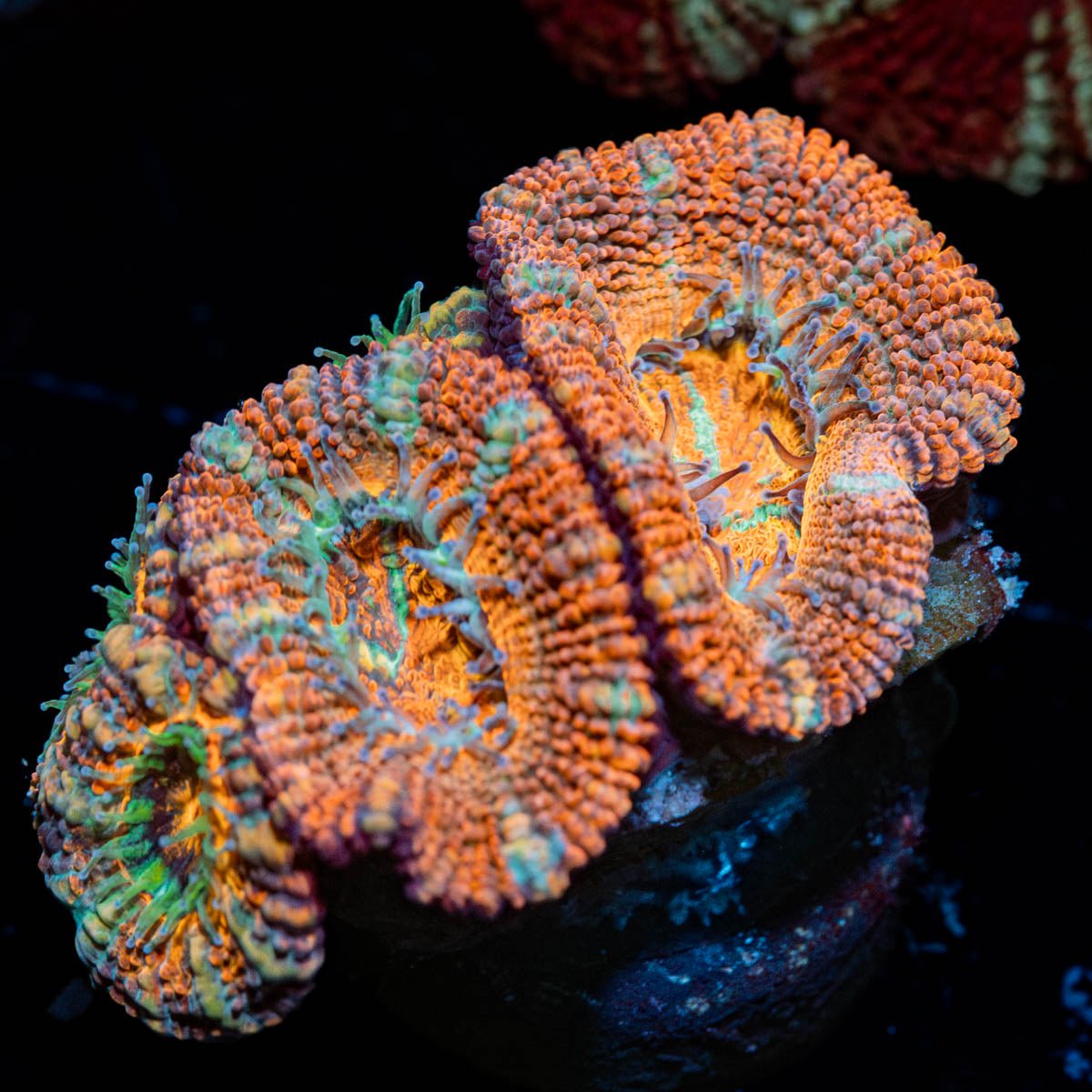 Acan - riptide aquaculture llc
