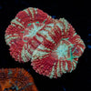 Blood Moon Asian Acan - riptide aquaculture llc