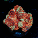 Blood Moon Asian Acan - riptide aquaculture llc