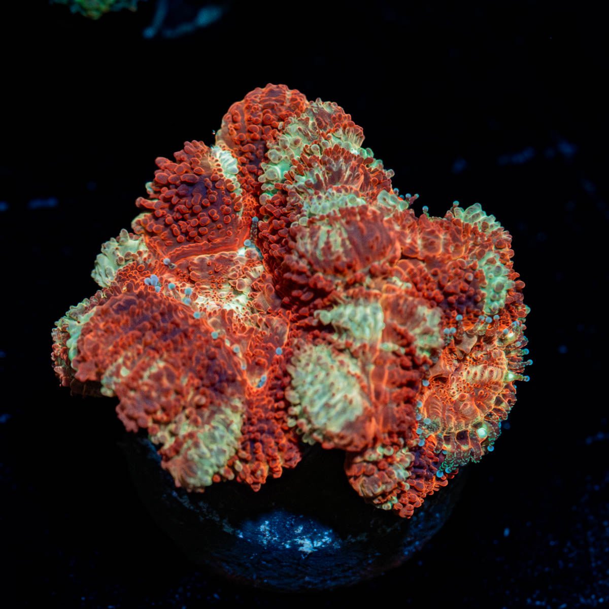 Blood Moon Asian Acan - riptide aquaculture llc