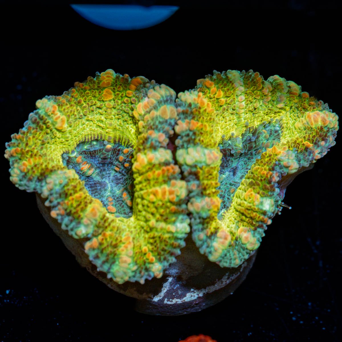 Thunder Shock Acan - riptide aquaculture llc