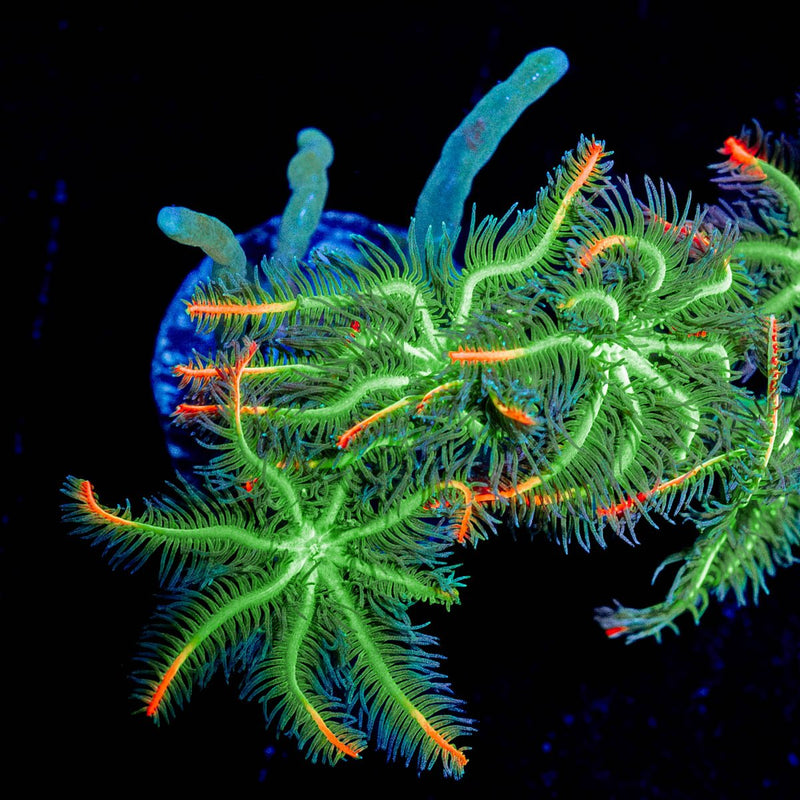 ARC Firework Clove Pyolps