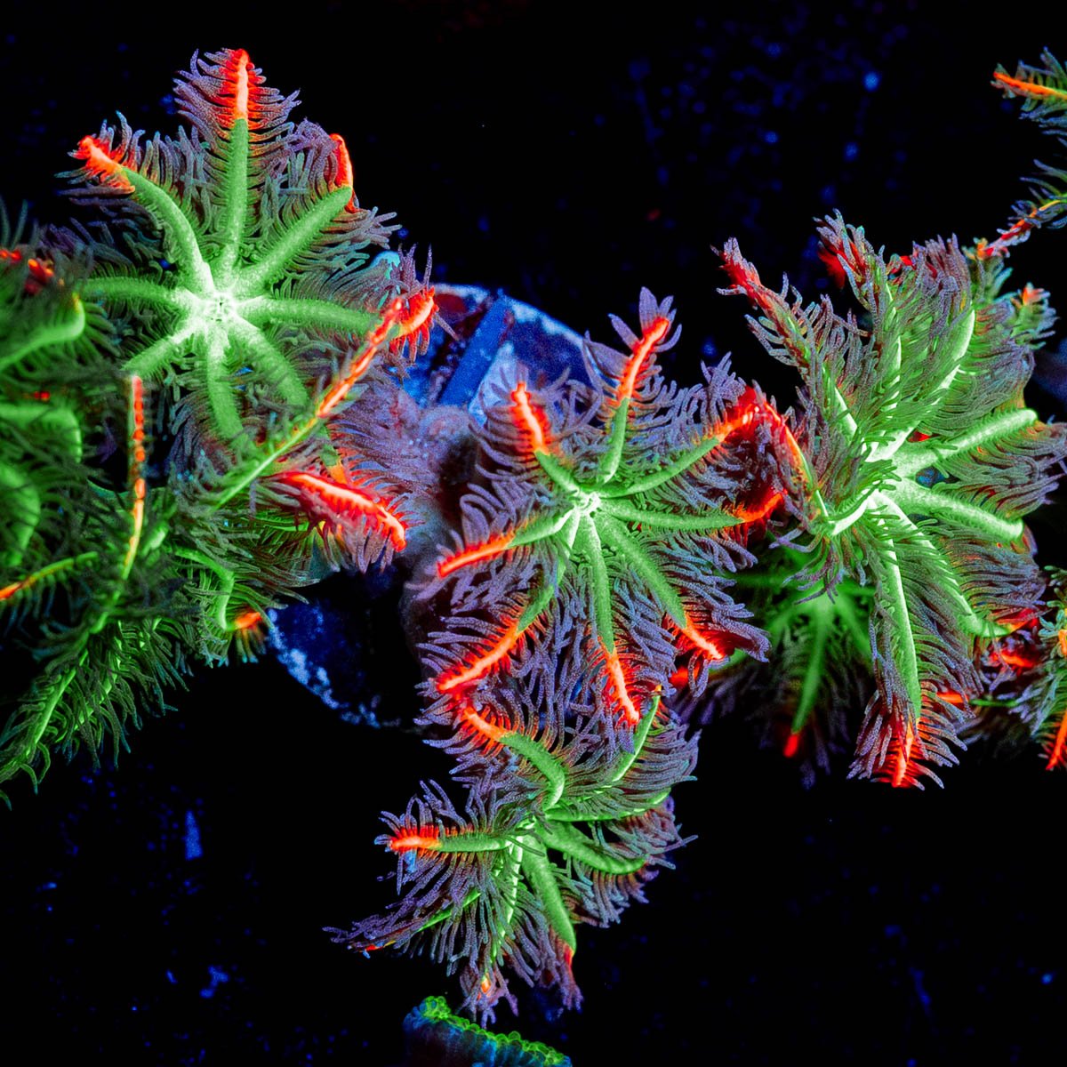 ARC Firework Clove Pyolps - riptide aquaculture llc