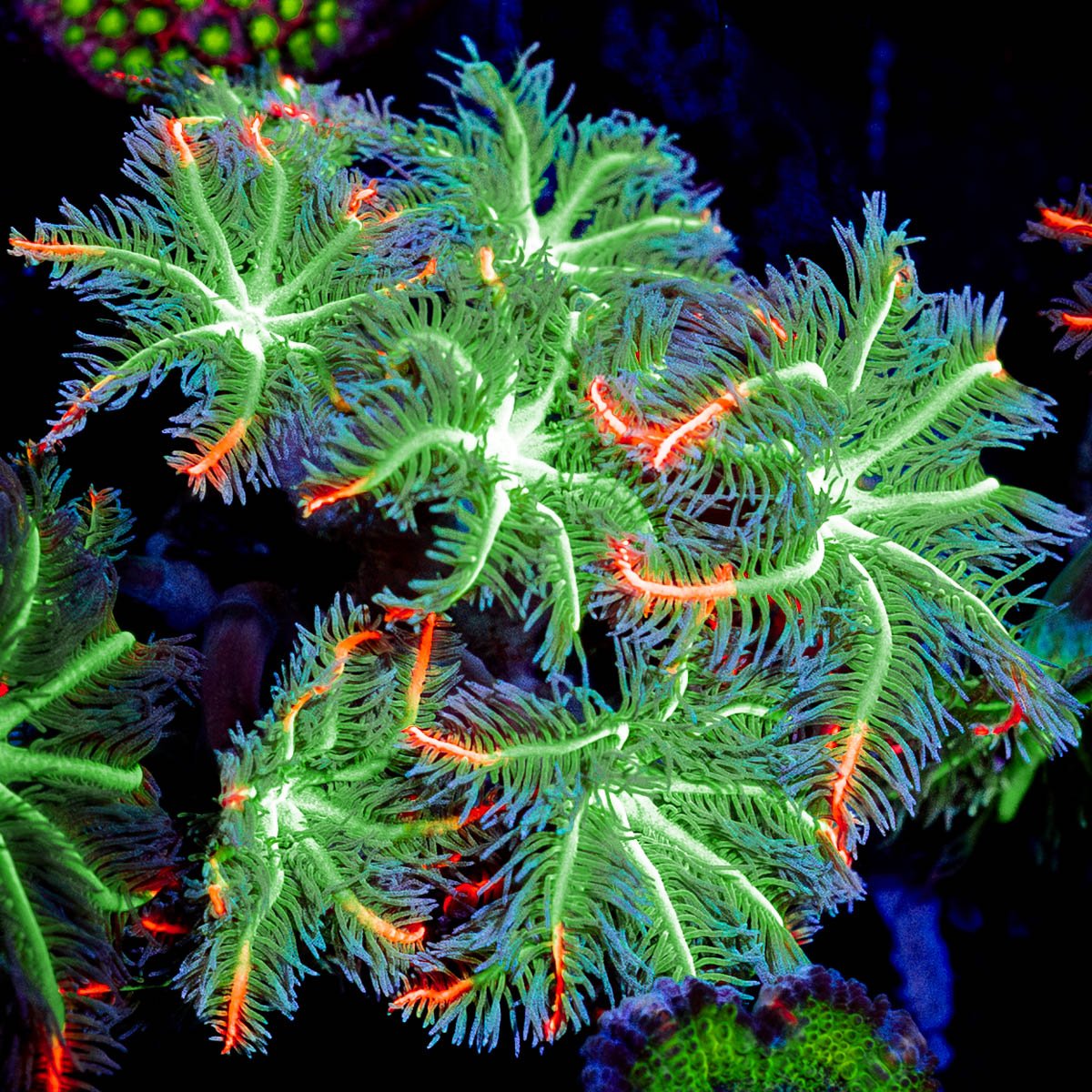 ARC Firework Clove Pyolps - riptide aquaculture llc