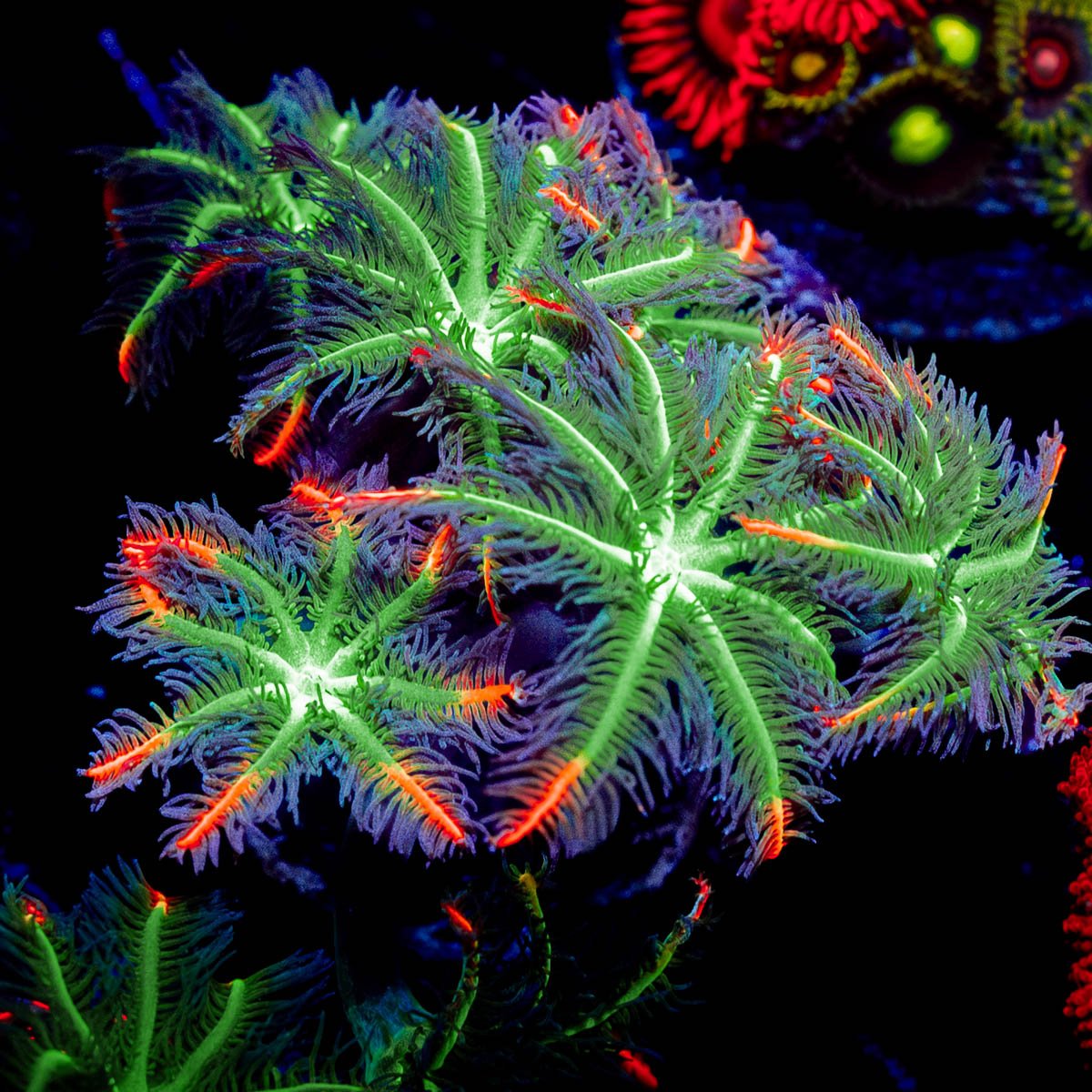 ARC Firework Clove Pyolps - riptide aquaculture llc