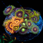 Multi Plug Zoanthids - riptide aquaculture llc