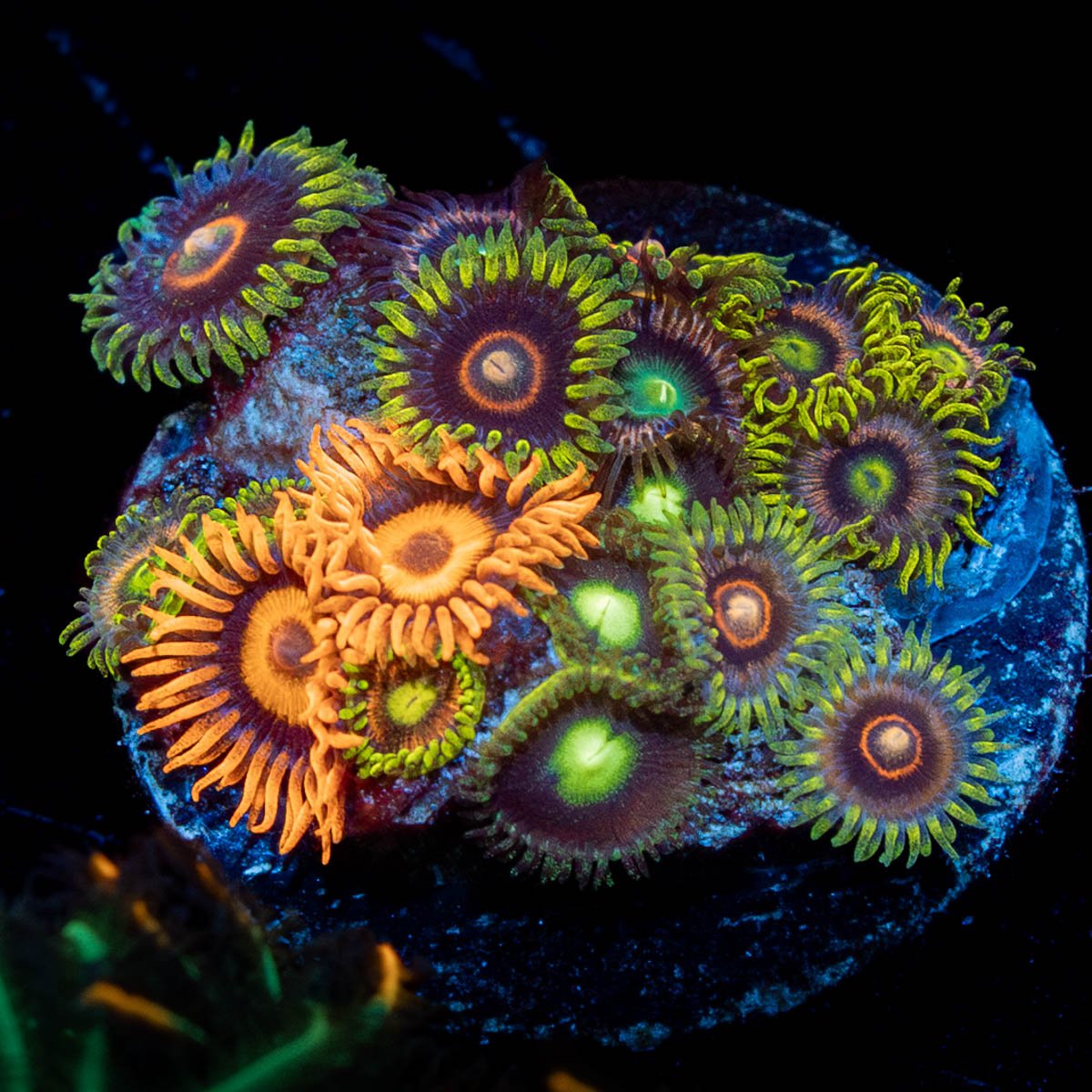 Multi Plug Zoanthids - riptide aquaculture llc
