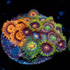 Multi Plug Zoanthids - riptide aquaculture llc