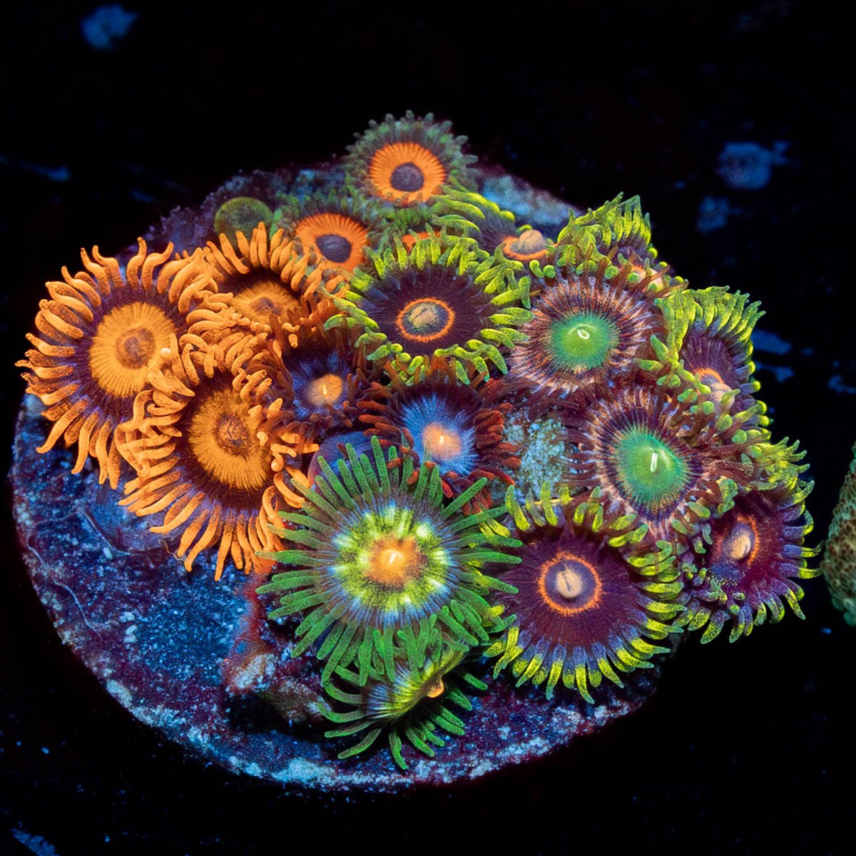 Multi Plug Zoanthids - riptide aquaculture llc