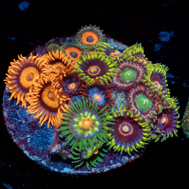Multi Plug Zoanthids