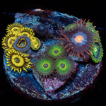 Multi Plug Zoanthids - riptide aquaculture llc