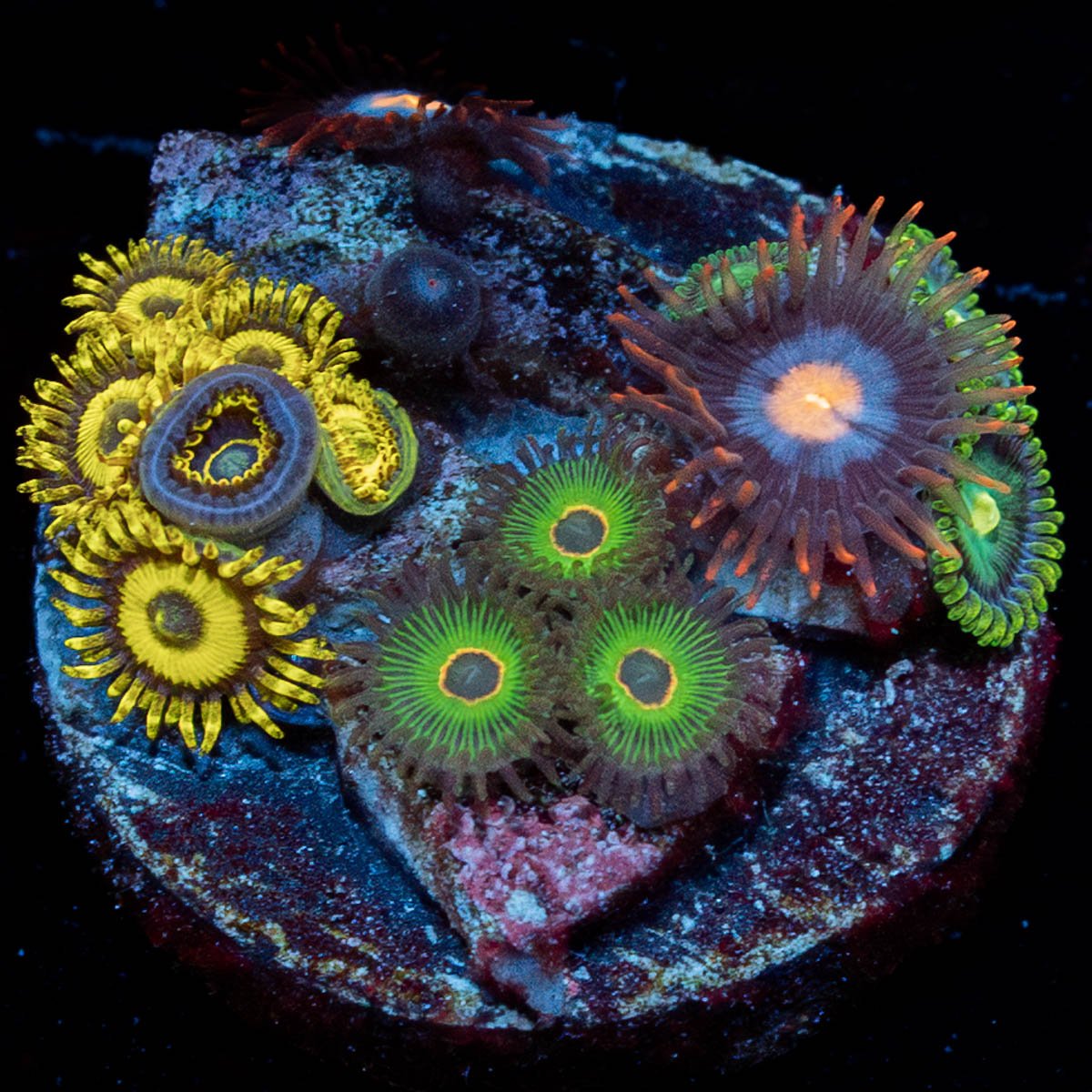Multi Plug Zoanthids - riptide aquaculture llc