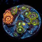 Multi Plug Zoanthids - riptide aquaculture llc